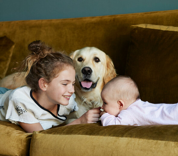 Pies golden retriever i dwoje dzieci leży na kanapie. Dziewczynka ma kilka lat i podpiera się na łokciach, uśmiecha się do niemowlaka i dotyka palcem jego noska. Niemowlę leży na brzuszku. Pies patrzy w obiektyw.