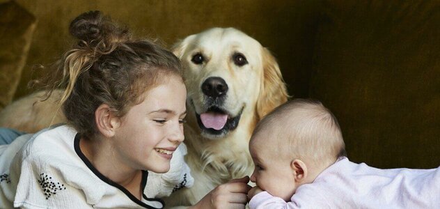 Pies golden retriever i dwoje dzieci leży na kanapie. Dziewczynka ma kilka lat i podpiera się na łokciach, uśmiecha się do niemowlaka i dotyka palcem jego noska. Niemowlę leży na brzuszku. Pies patrzy w obiektyw.