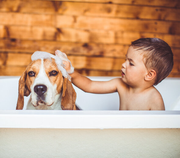 Dziecko siedzi w wannie z psem rasy Beagle i myje mu głowę pianą. W tle widać drewnianą ścianę.