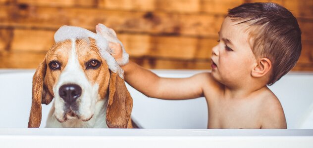 Dziecko siedzi w wannie z psem rasy Beagle i myje mu głowę pianą. W tle widać drewnianą ścianę.