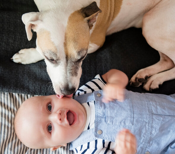 Niemowlę leży na kanapie. Patrzy w obiektyw i się śmieje. Ma na sobie błękitne ogrodniczki i białą bluzkę w granatowe paski. Obok leży pies i liże niemowlę w policzek. 